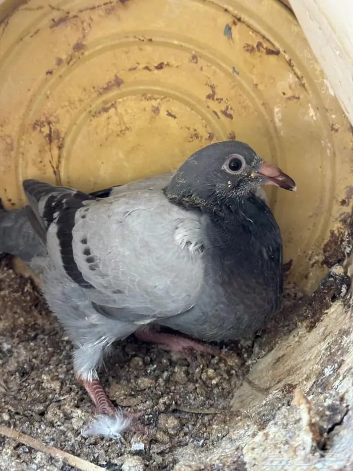 فراخة زاجل 1