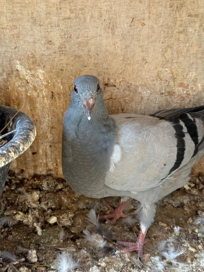 فراخة زاجل 0