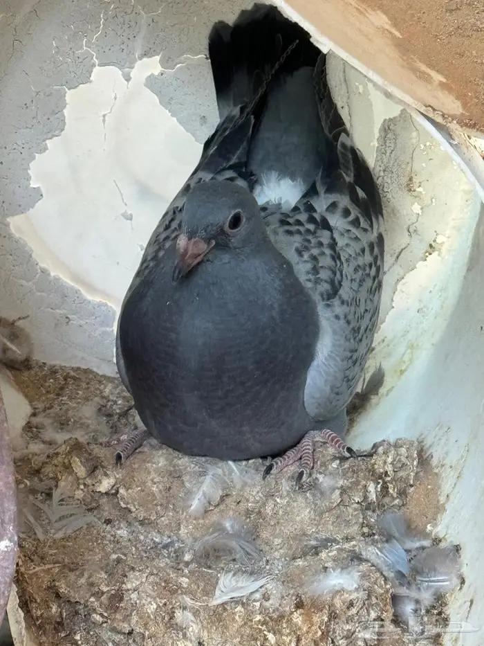 فراخة زاجل 2