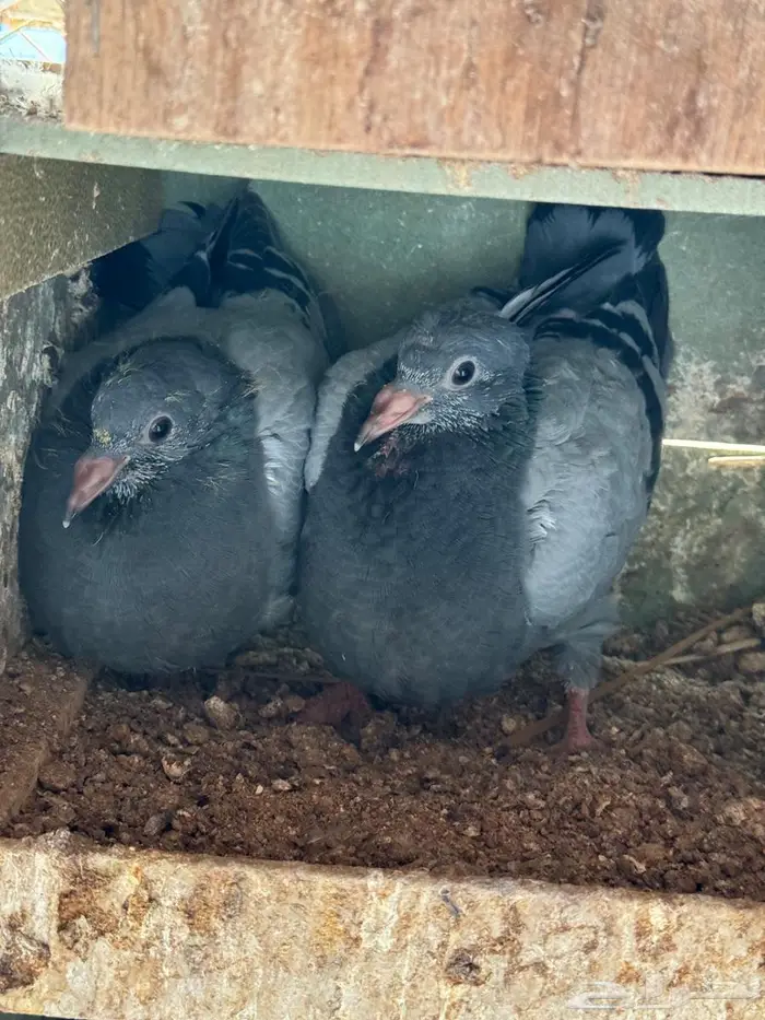 فراخة زاجل 4