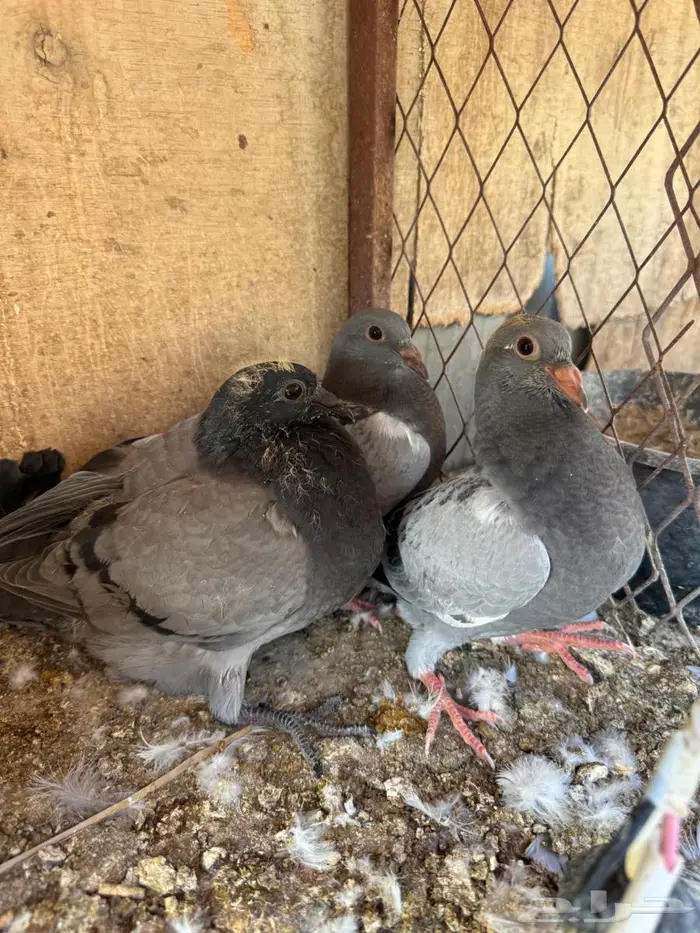 فراخة زاجل 6