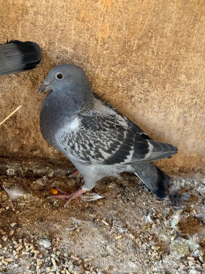 فراخة زاجل 5