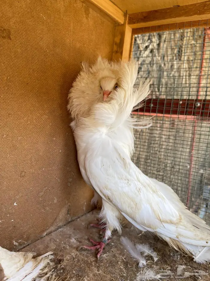 حمام جاكوبين 0