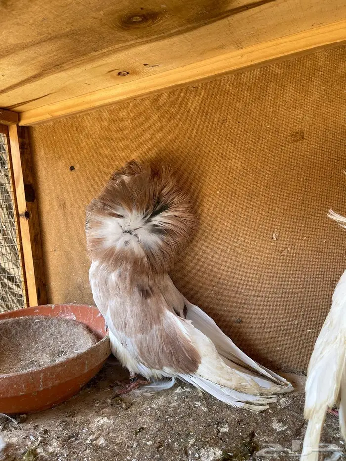 حمام جاكوبين 2