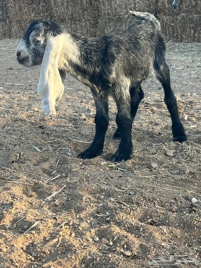 للبيع عنز والدة 2