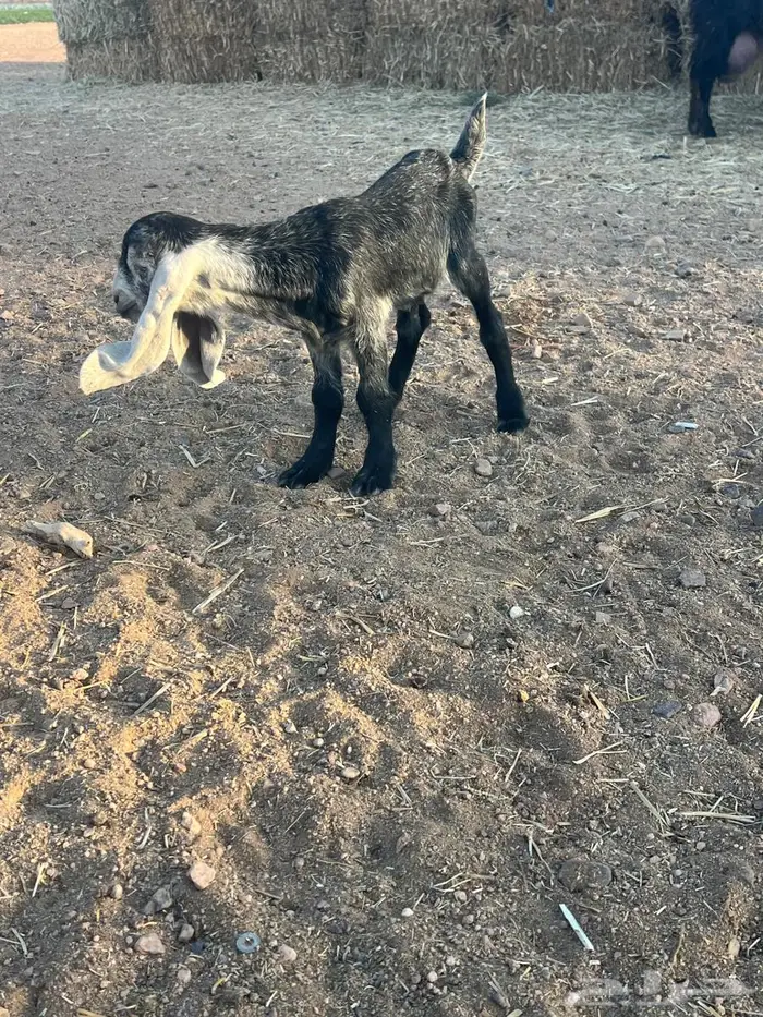 للبيع عنز والدة 3