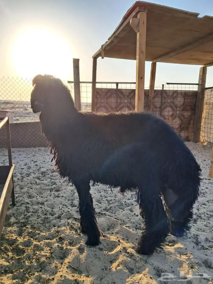 خروف عربي 3