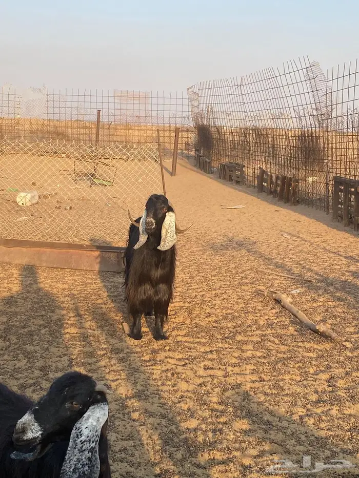 تيس عارضي صنف الصنف فحل للبيع 0