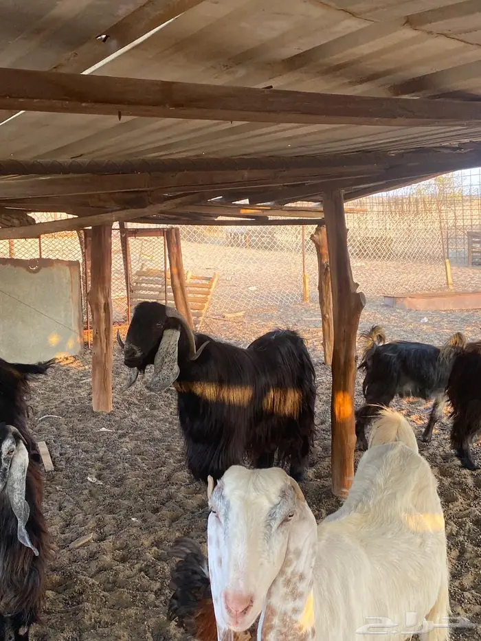 تيس عارضي صنف الصنف فحل للبيع 1