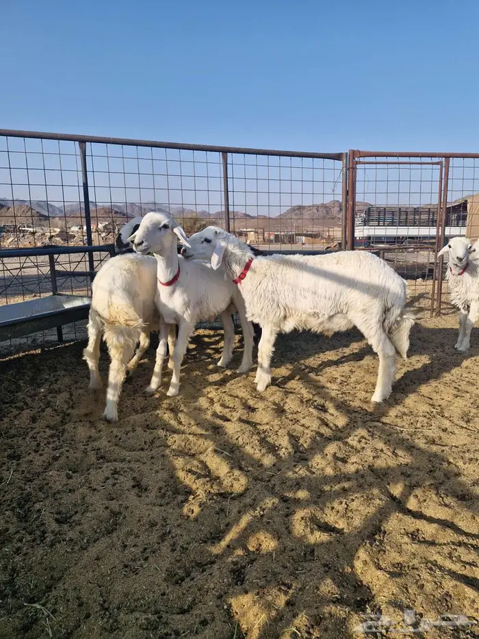 ذبايح طليان حريه ب1250 تغذيتها عضويه 0