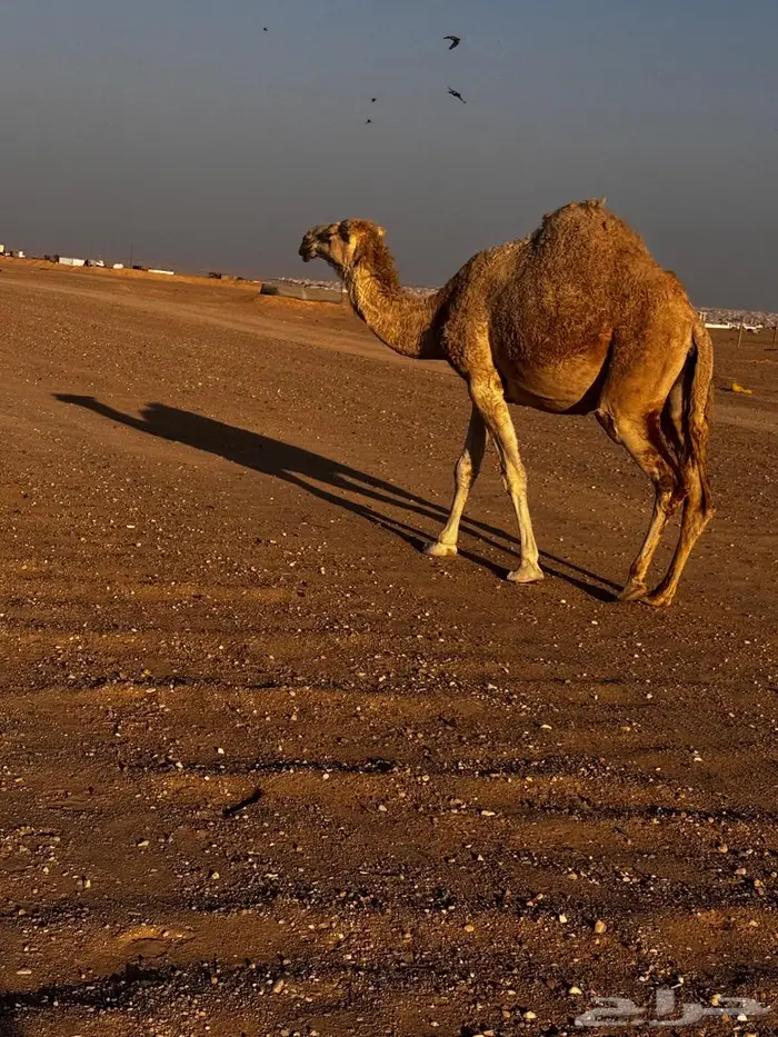 لقحه للبيع 1