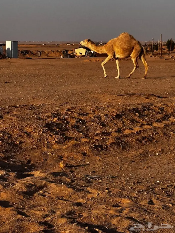 لقحه للبيع 2