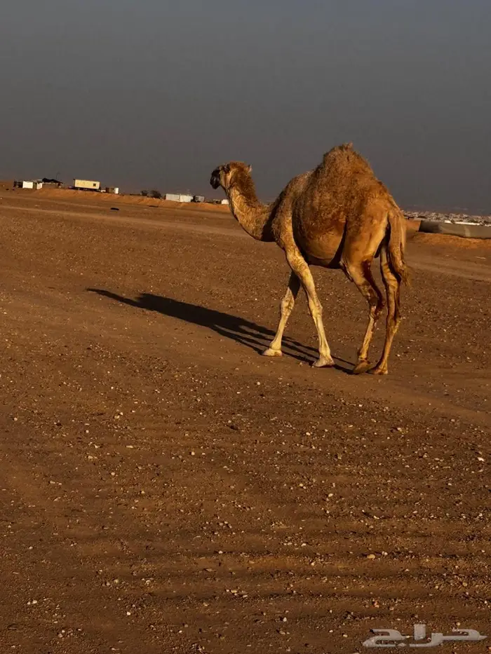 لقحه للبيع 0