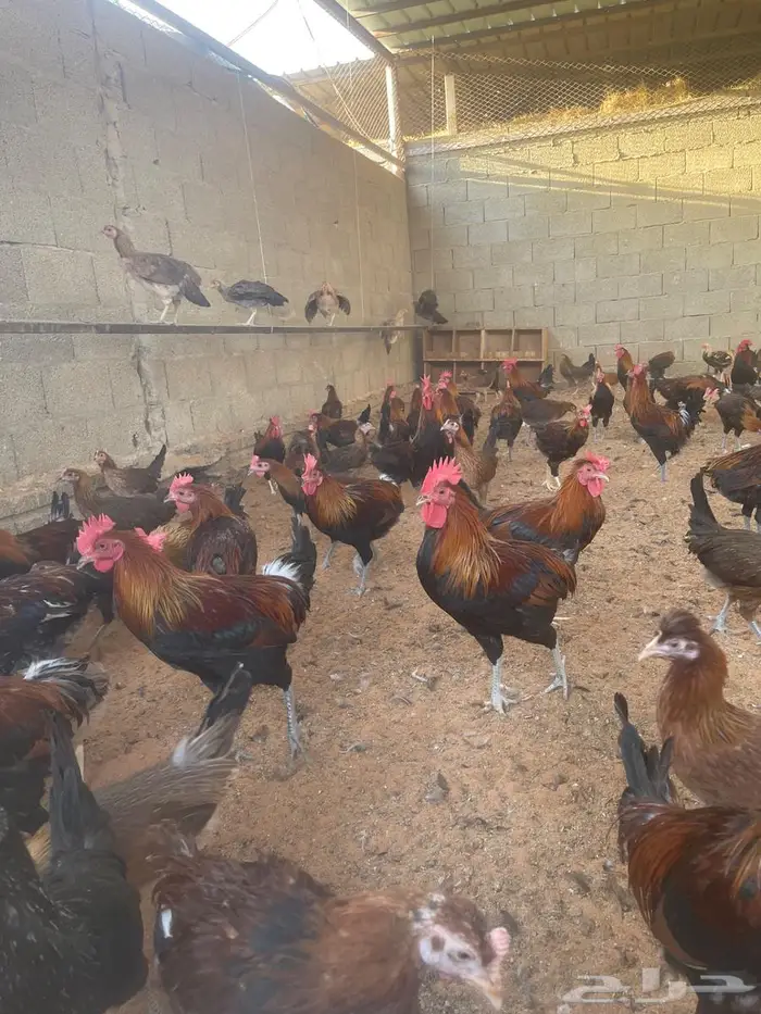 ديوك عربي للبيع 1