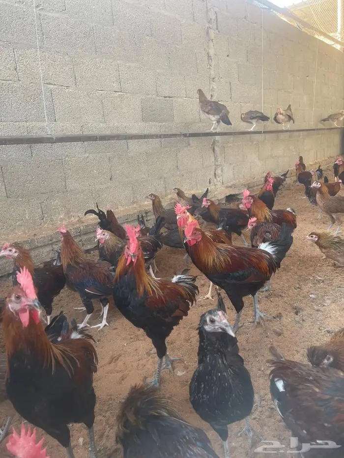 ديوك عربي للبيع 2