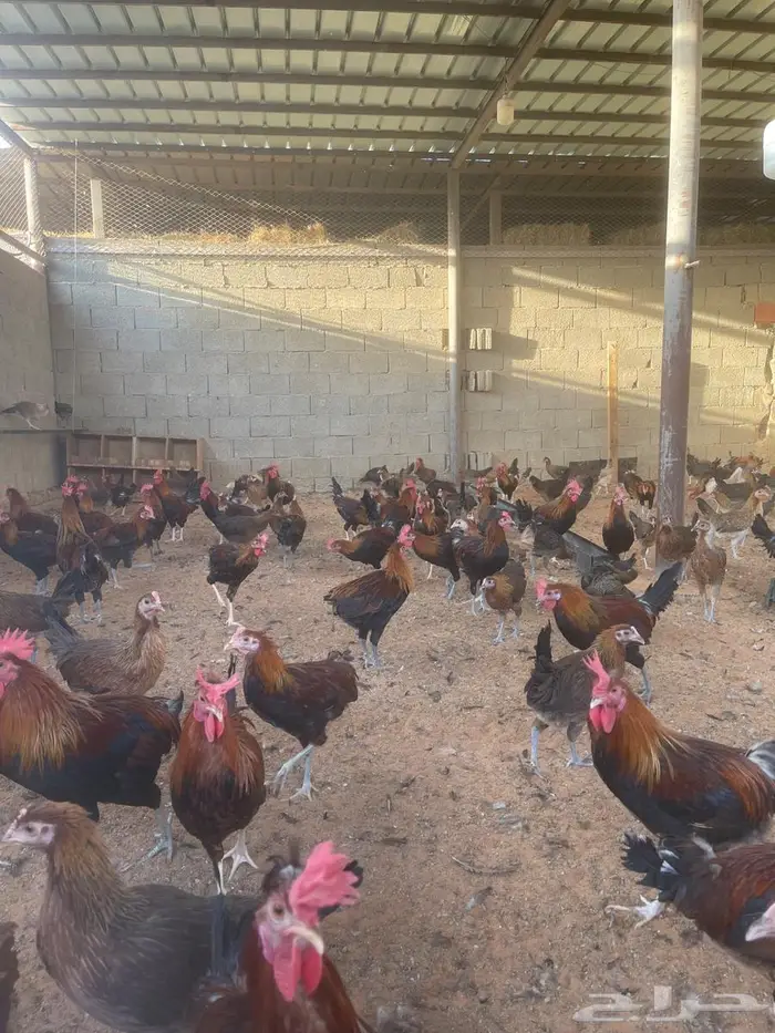 ديوك عربي للبيع 0