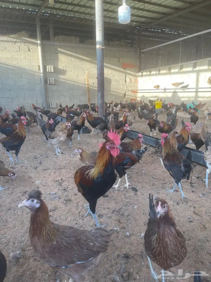 ديوك عربي للبيع 3