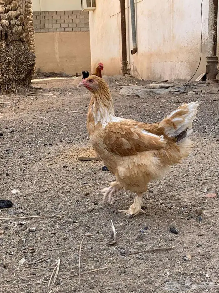 دجاجة براهما 0