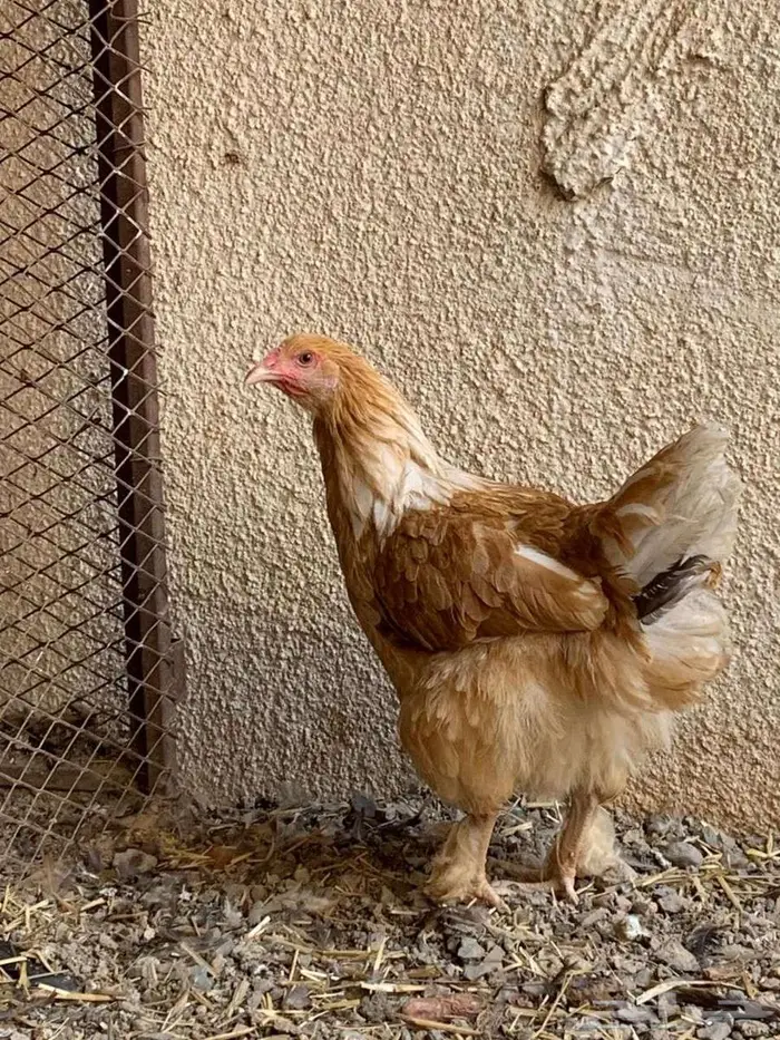 دجاجة براهما 1