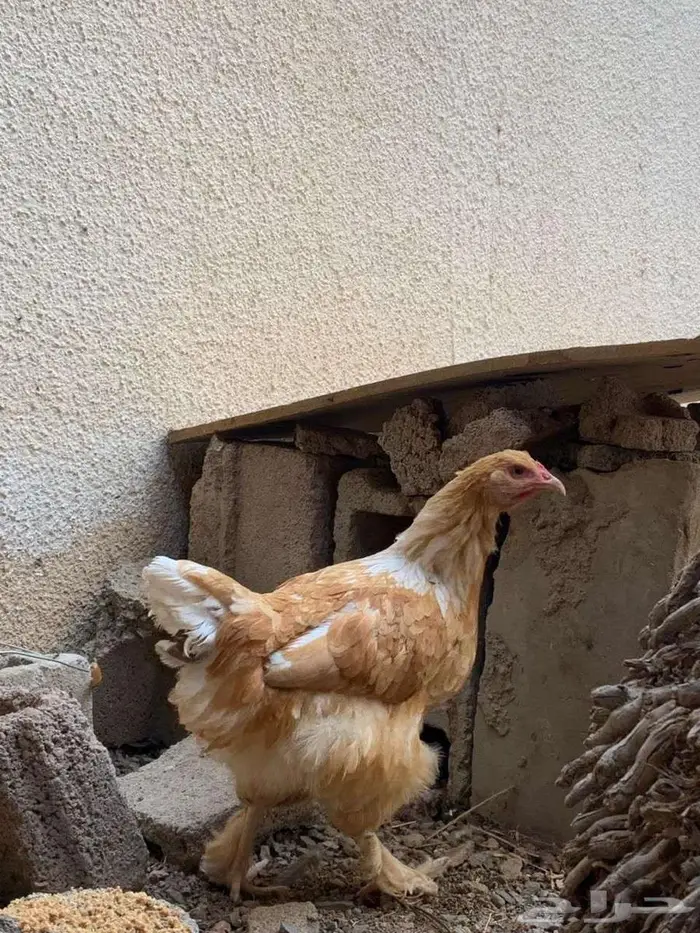 دجاجة براهما 2