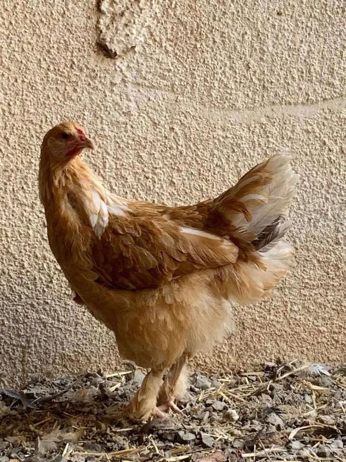 دجاجة براهما 3