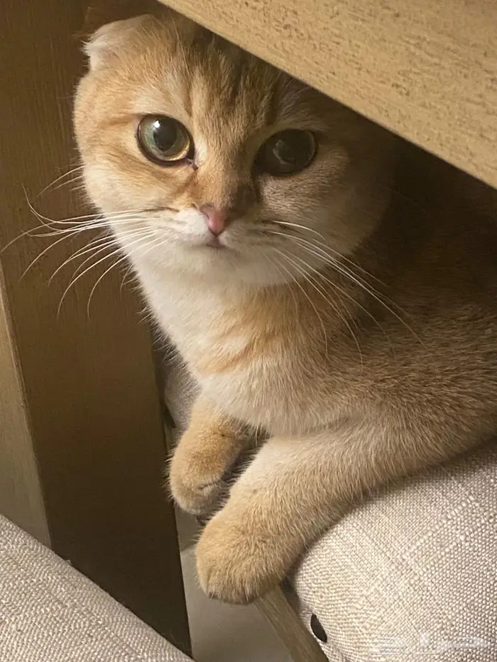 قطة سكوتش فولد بيور 1