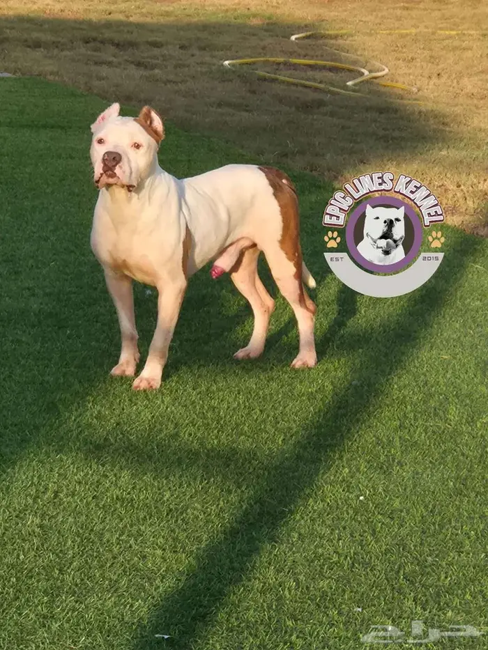 بتبول Pitbull 0