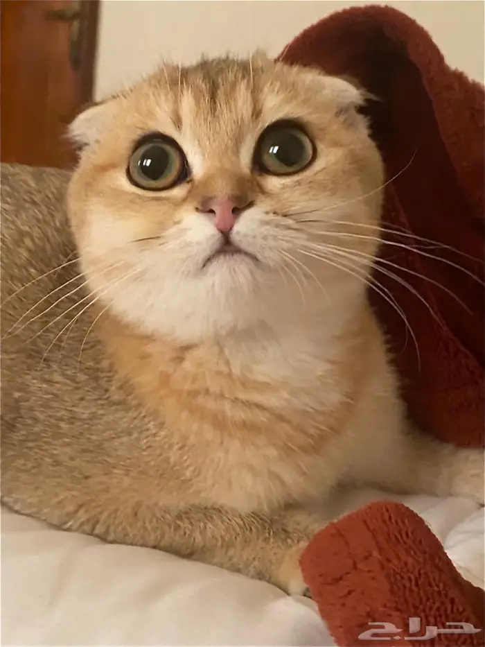 قطة سكوتش فولد بيور 2