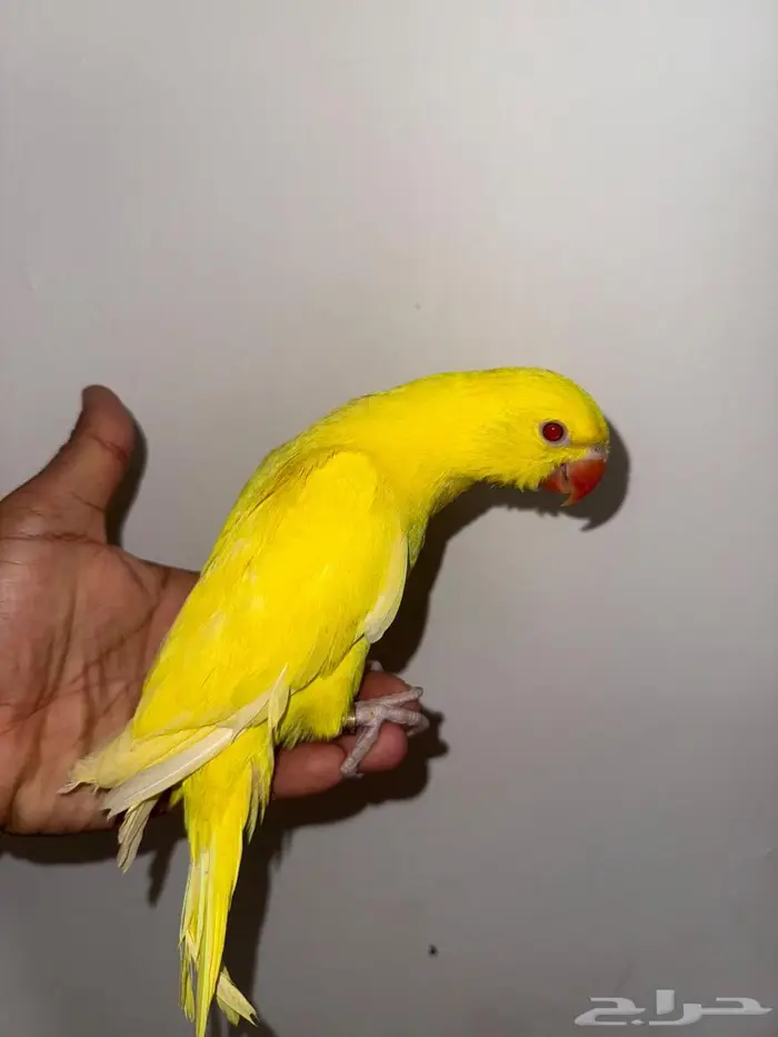 فرخ دره لاتينو عيون حمر 0