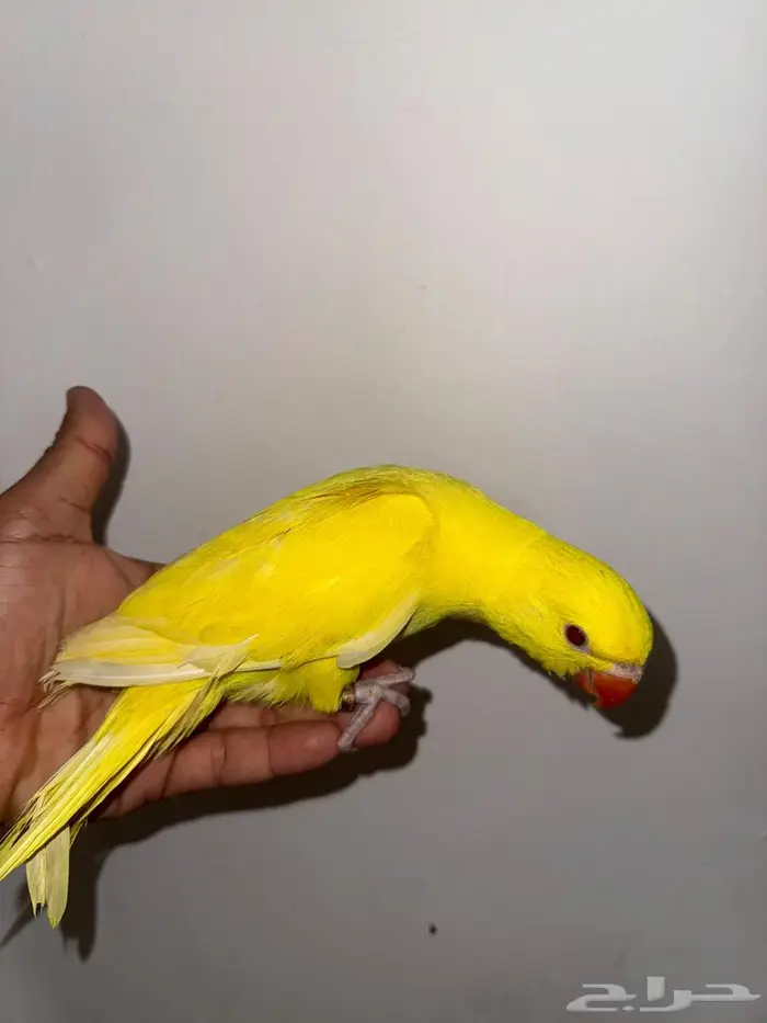 فرخ دره لاتينو عيون حمر 1