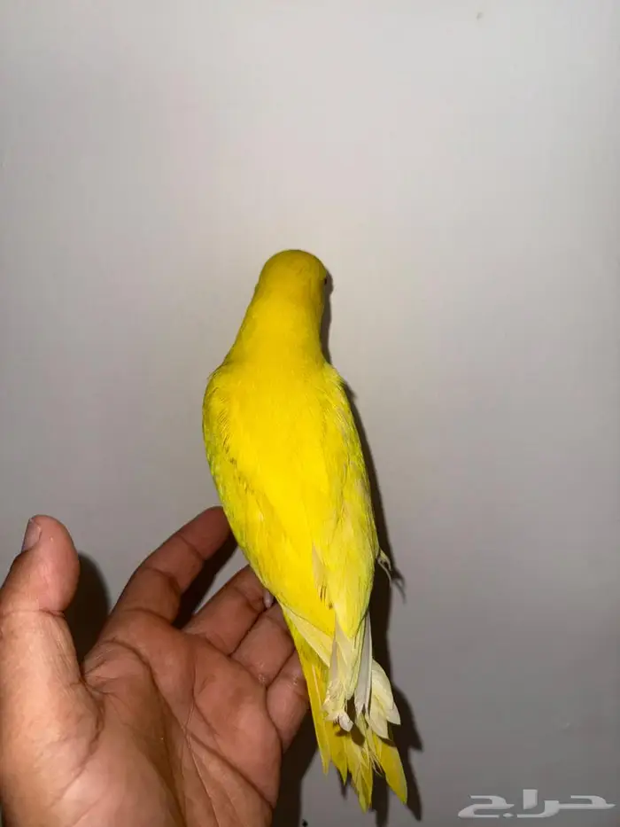 فرخ دره لاتينو عيون حمر 2