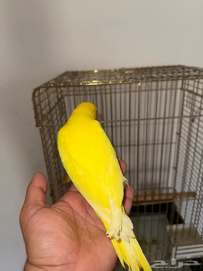 فرخ دره لاتينو عيون حمر 5