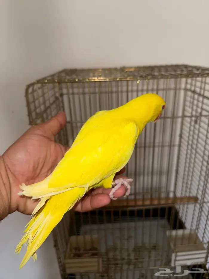 فرخ دره لاتينو عيون حمر 4