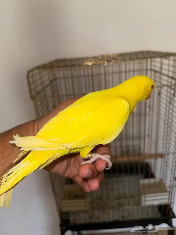 فرخ دره لاتينو عيون حمر 3