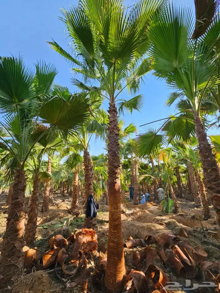 نخل واشنطن زينه امريكي للبيع 6