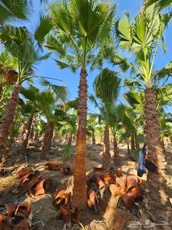 نخل واشنطن زينه امريكي للبيع 4