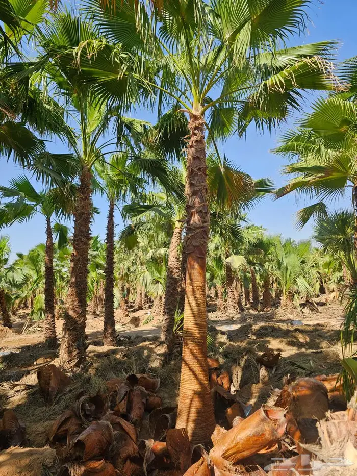 نخل واشنطن زينه امريكي للبيع 5