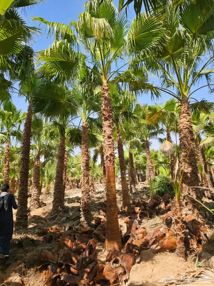 نخل واشنطن زينه امريكي للبيع 1