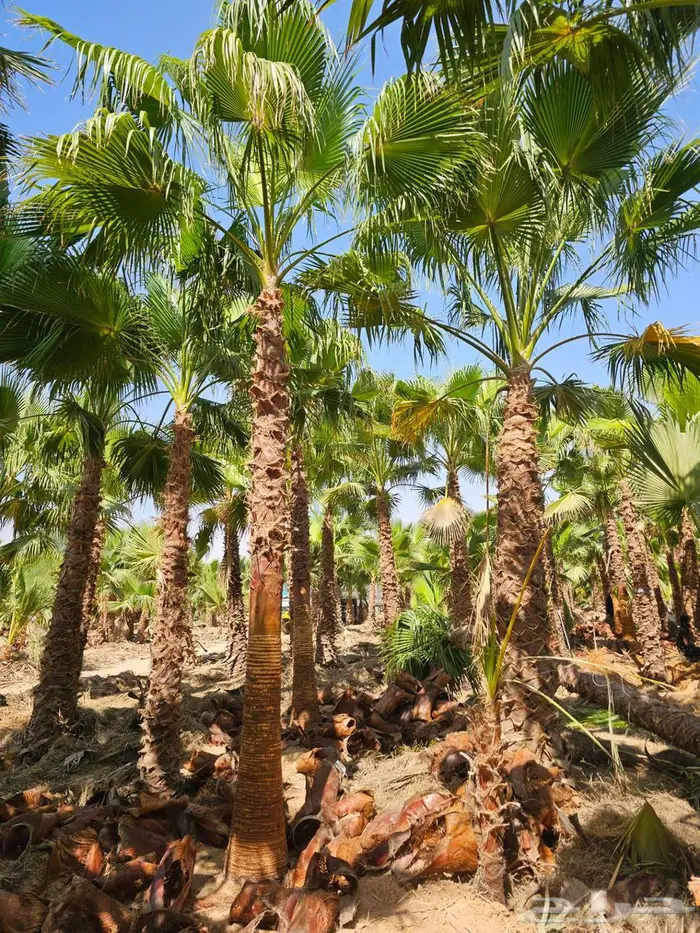 نخل واشنطن زينه امريكي للبيع 7