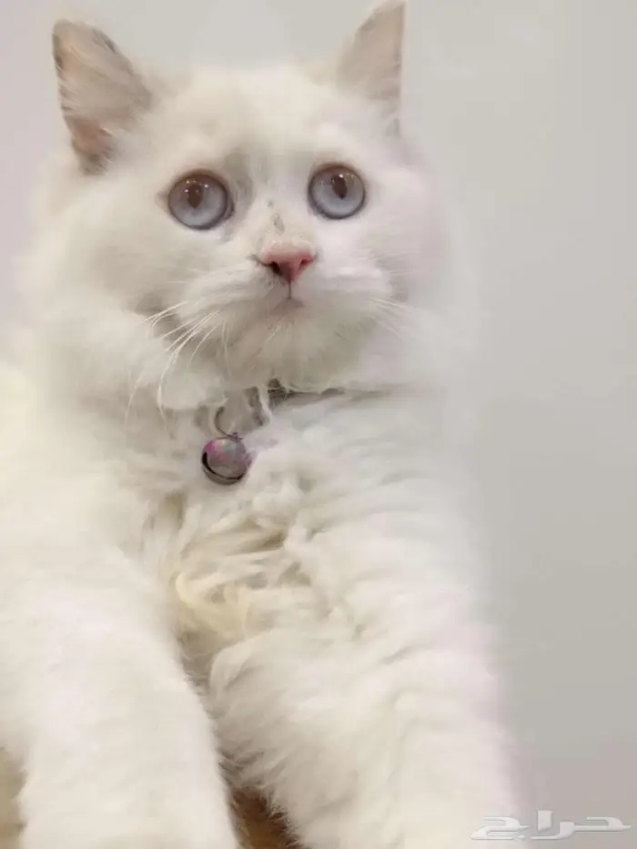قطط للبيع 0