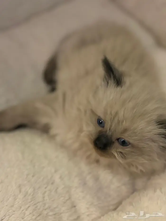 قطط صغيره للبيع 2