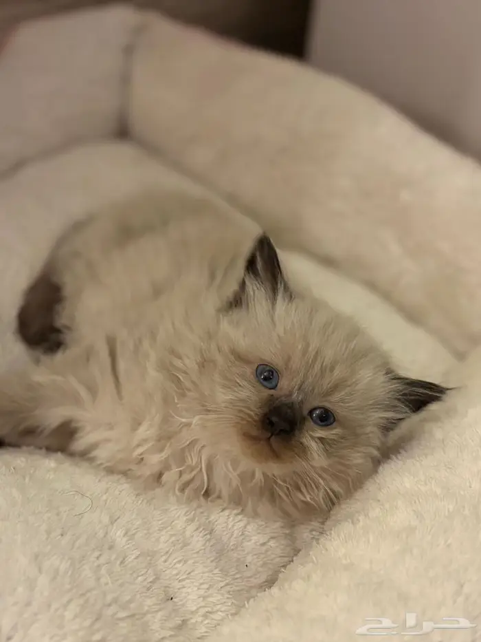 قطط صغيره للبيع 3