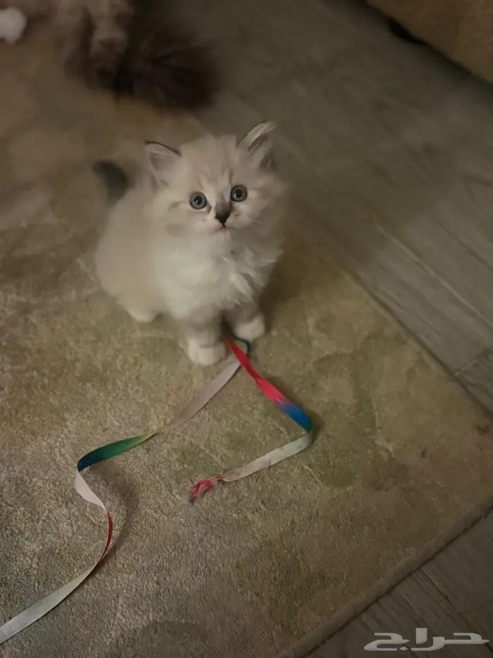 قطط صغيره للبيع 1