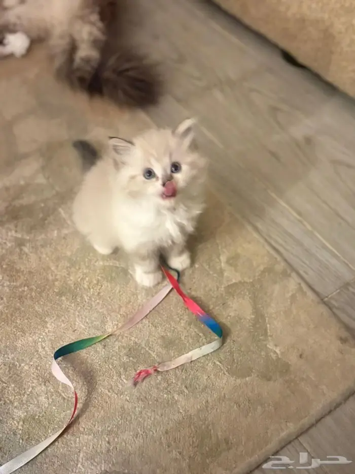 قطط صغيره للبيع 0