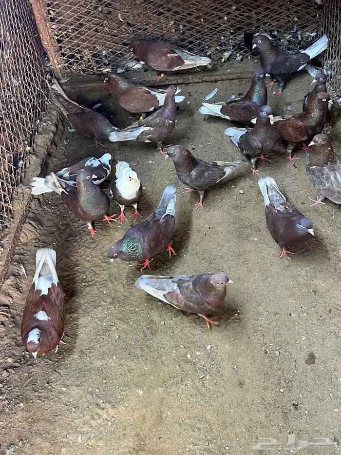 حمام قطايف 1