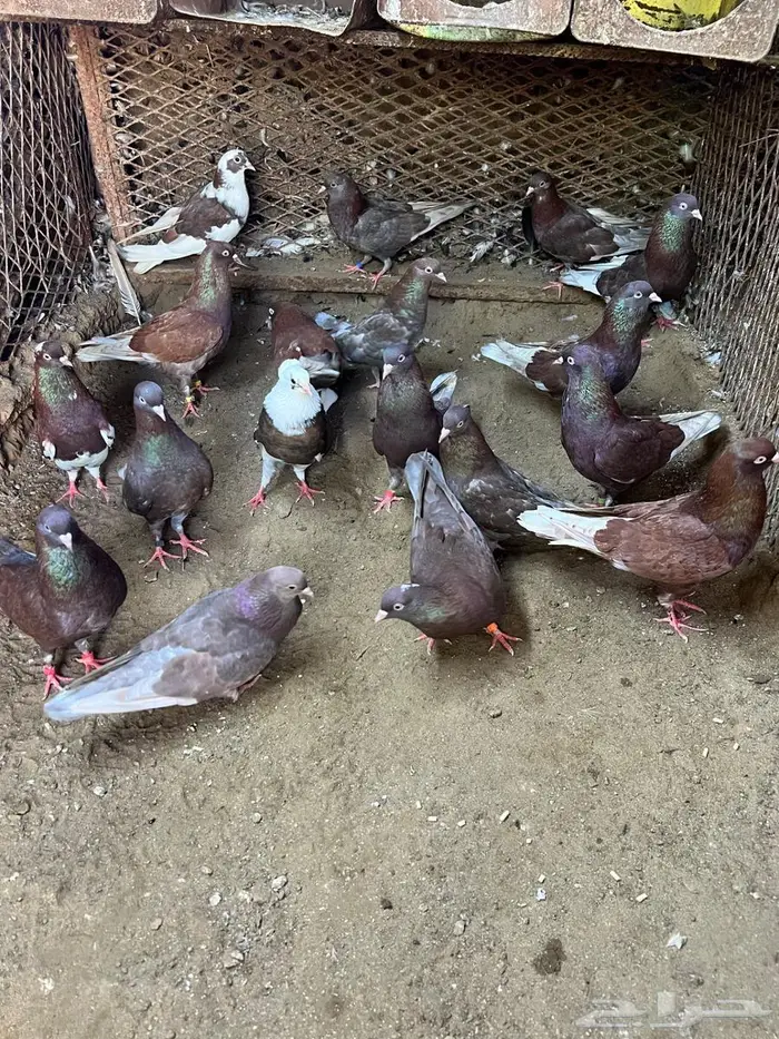 حمام قطايف 0