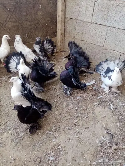 حمام رقاص index