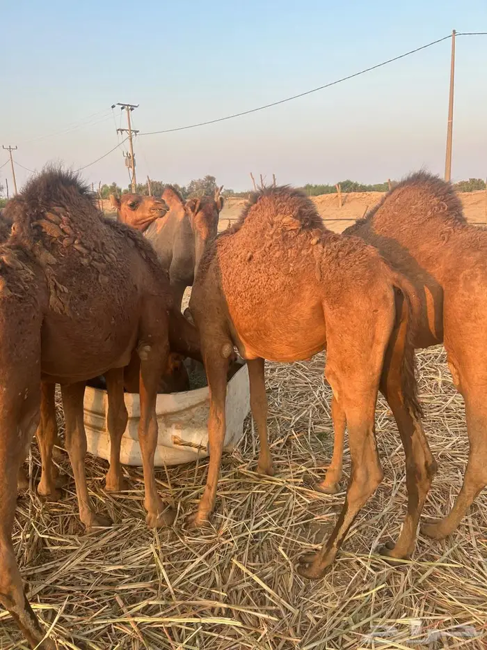 حشو بلدي سمان ونظاف في القنفذة حلي 3