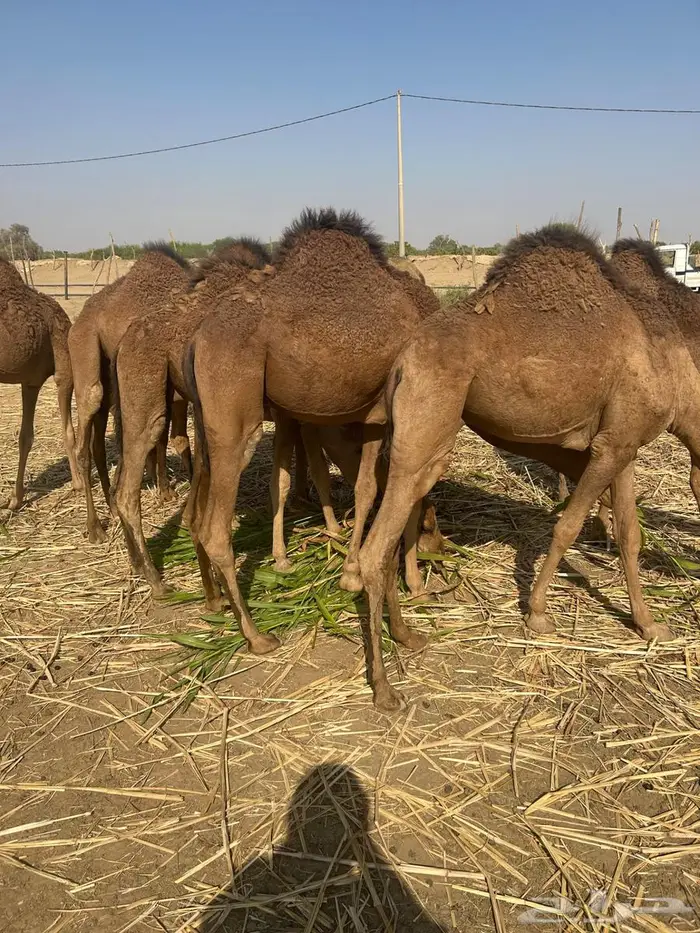 حشو بلدي سمان ونظاف في القنفذة حلي 0