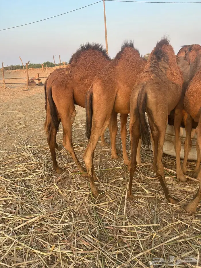 حشو بلدي سمان ونظاف في القنفذة حلي 4